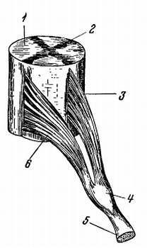 Боль и обезболивание - _14.jpg_0