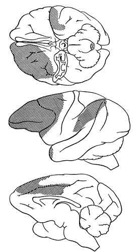 Боль и обезболивание - _16.jpg