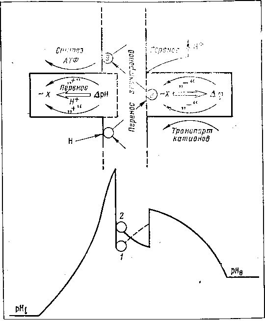 Мозг в электромагнитных полях - i_018.png