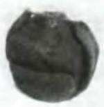 Знание-сила, 2001 №05 (887) - pic_19.jpg