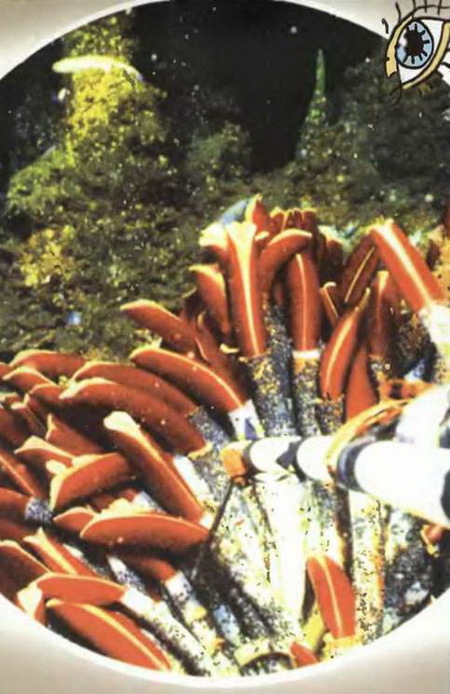 Знание-сила, 2001 №05 (887) - pic_138.jpg