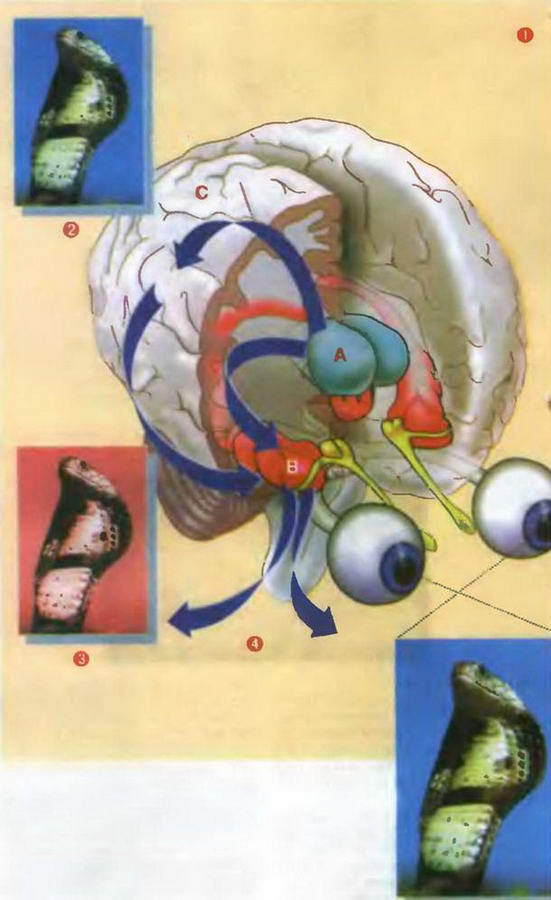 Знание-сила, 2002 №02 (896) - pic_9.jpg