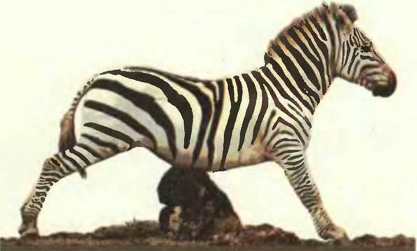 Знание-сила, 2001 №10 (892) - pic_111.jpg