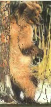 Знание-сила, 2001 №10 (892) - pic_112.jpg