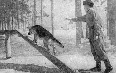 Собаковод-любитель - i_028.jpg