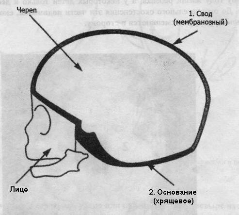 Остеопатия для малышей - image025.jpg