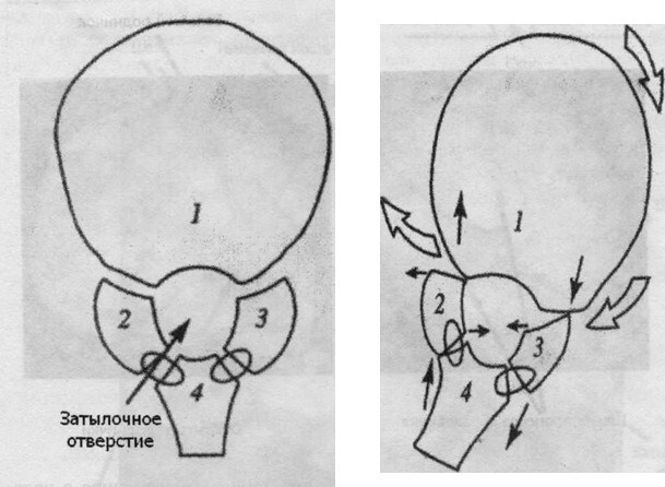 Остеопатия для малышей - image027.jpg