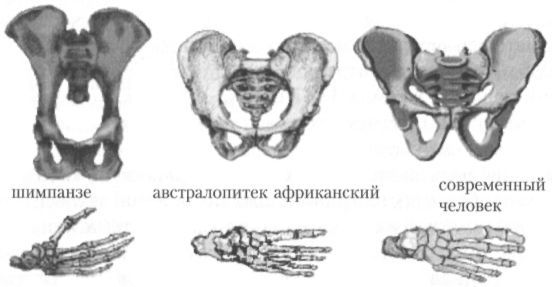 Человек в лабиринте эволюции - pic_12.jpg