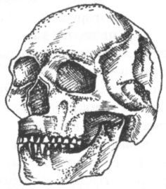 Человек в лабиринте эволюции - pic_30.jpg