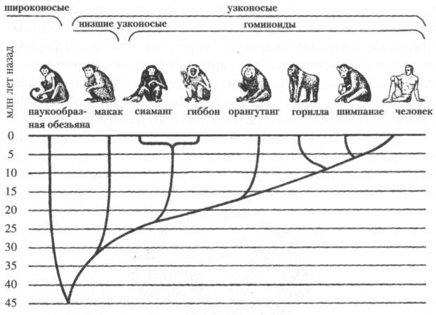 Человек в лабиринте эволюции - pic_4.jpg