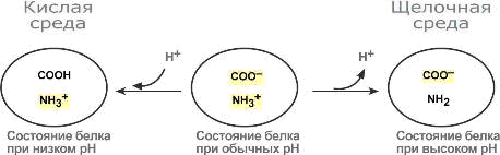 Щелочная система оздоровления (СИ) - img_14.png