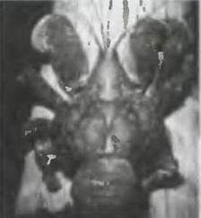 Знание-сила, 2003 №12 (918) - img_77.jpg