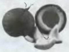 Знание-сила, 2003 №12 (918) - img_79.jpg