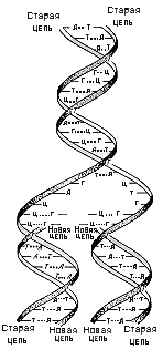 Двойная спираль - _141.png