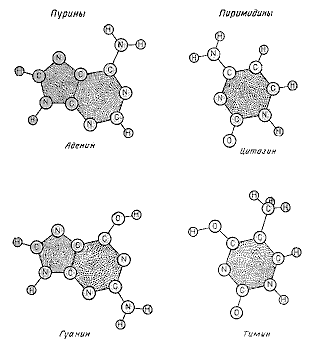 Двойная спираль - _47.png