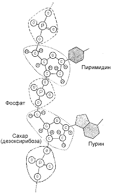 Двойная спираль - _62.png