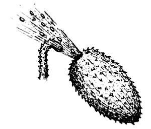 Растения - гениальные инженеры природы - i_040.jpg