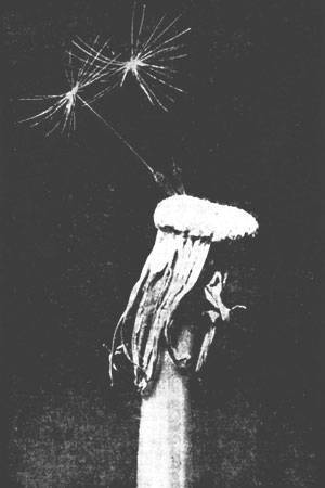 Растения - гениальные инженеры природы - i_041.jpg