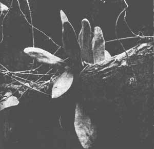 Растения - гениальные инженеры природы - i_057.jpg