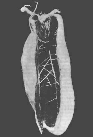 Растения - гениальные инженеры природы - i_058.jpg