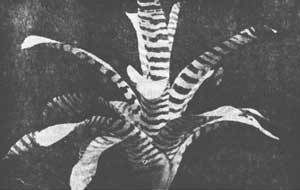 Растения - гениальные инженеры природы - i_059.jpg