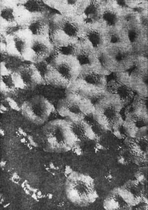 Растения - гениальные инженеры природы - i_061.jpg