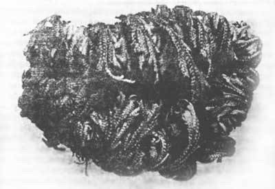 Растения - гениальные инженеры природы - i_063.jpg