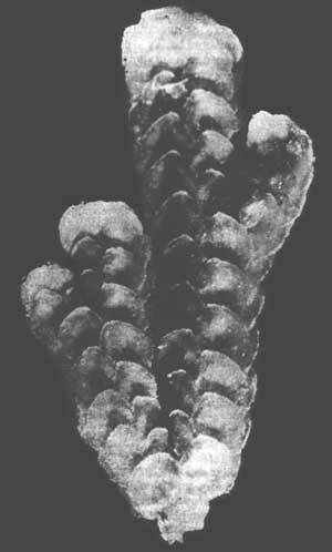 Растения - гениальные инженеры природы - i_065.jpg