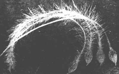 Растения - гениальные инженеры природы - i_066.jpg