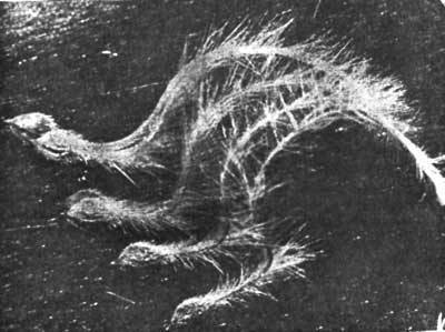 Растения - гениальные инженеры природы - i_067.jpg