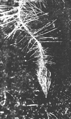 Растения - гениальные инженеры природы - i_068.jpg