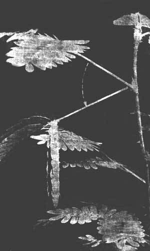 Растения - гениальные инженеры природы - i_070.jpg