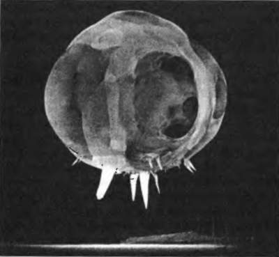 Огонь! Об оружии и боеприпасах - _092.jpg