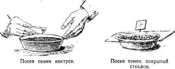 Путешествие с домашними растениями - pic_37.jpg