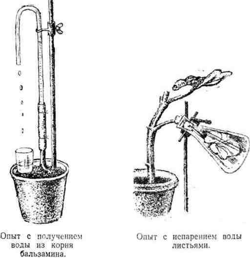 Путешествие с домашними растениями - pic_108.jpg