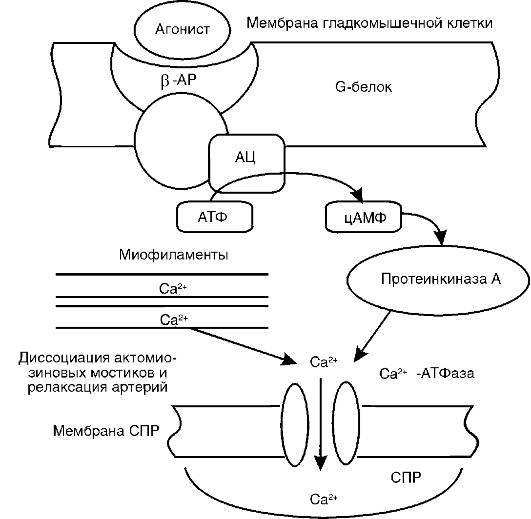 Патофизиология. Том 2 - _33.jpg