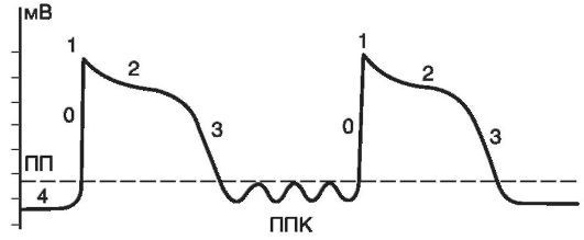 Патофизиология. Том 2 - _51.jpg