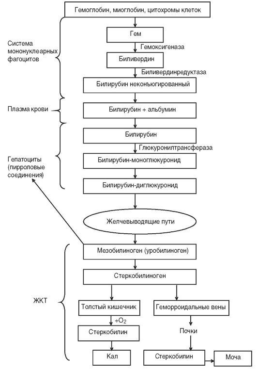 Патофизиология. Том 2 - _74.jpg