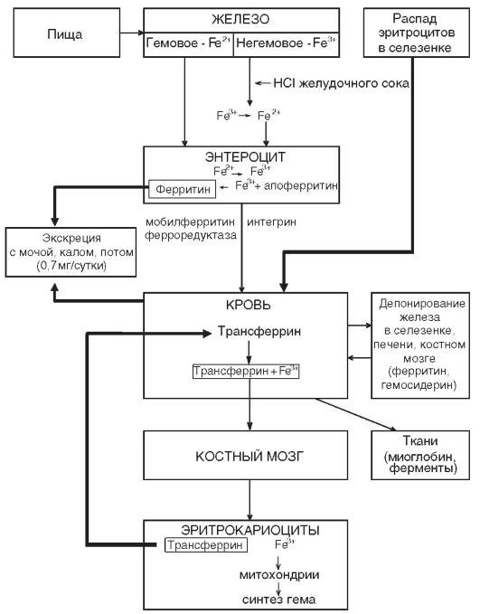 Патофизиология. Том 2 - _3.jpg