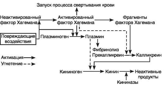 Патофизиология. Том 2 - _19.jpg