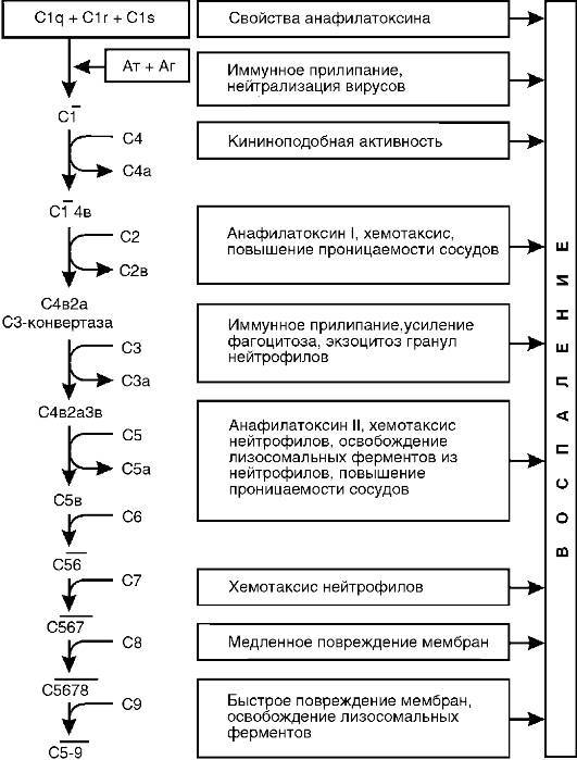 Патофизиология. Том 2 - _20.jpg