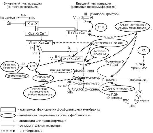 Патофизиология. Том 2 - _26.jpg