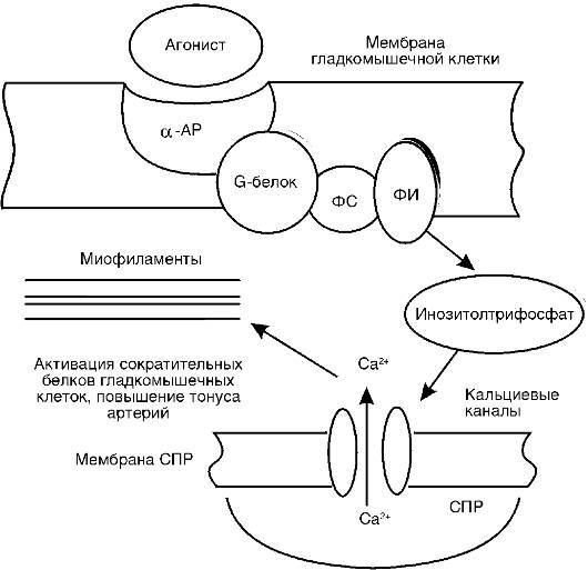 Патофизиология. Том 2 - _32.jpg