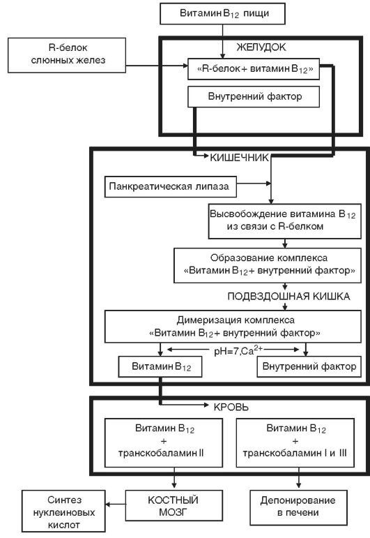 Патофизиология. Том 2 - _6.jpg