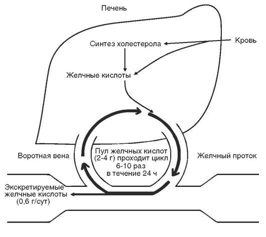 Патофизиология. Том 2 - _72.jpg