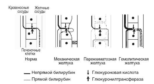 Патофизиология. Том 2 - _75.jpg