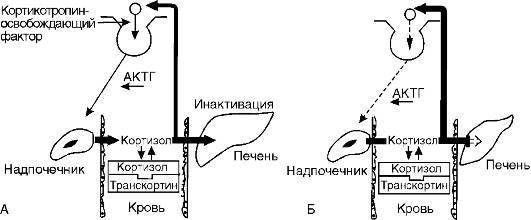 Патофизиология. Том 2 - _86.jpg