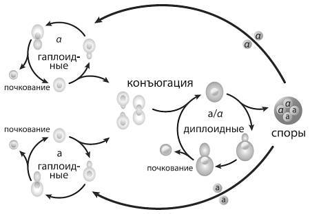 Эволюция кооперации и альтруизма: от бактерий до человека - i_014.jpg