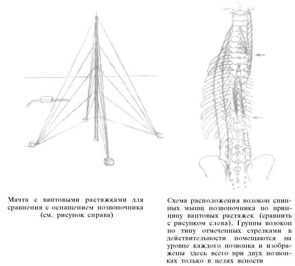 О ловкости и ее развитии - any2fbimgloader33.jpeg