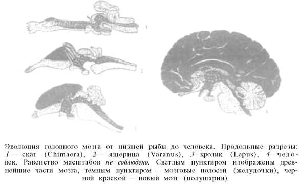 О ловкости и ее развитии - any2fbimgloader42.jpeg